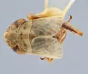 Athysanella repulsa - photo 2