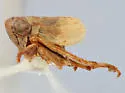 Athysanella resusca