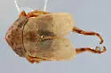 Athysanella resusca - photo 2