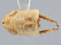 Athysanella secunda - photo 2