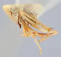 Athysanella senta