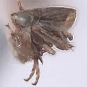 Athysanella vanesca