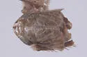 Athysanella vanesca - photo 2