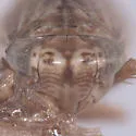 Athysanella vanesca - photo 3
