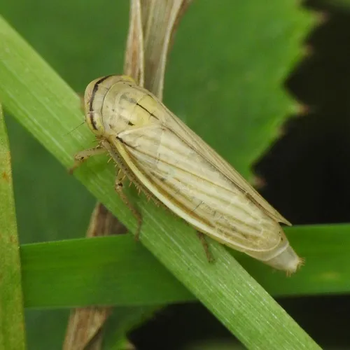 Athysanus argentarius - Athysanus argentarius