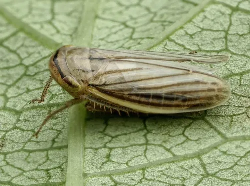 Athysanus argentarius - photo 2