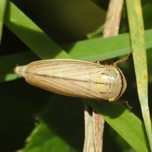 Athysanus argentarius - photo 5