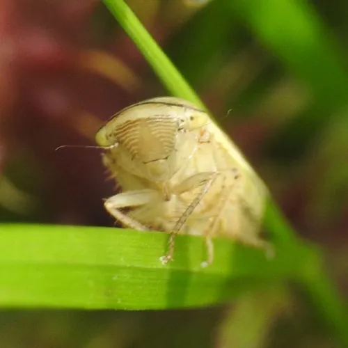 Athysanus argentarius - photo 6