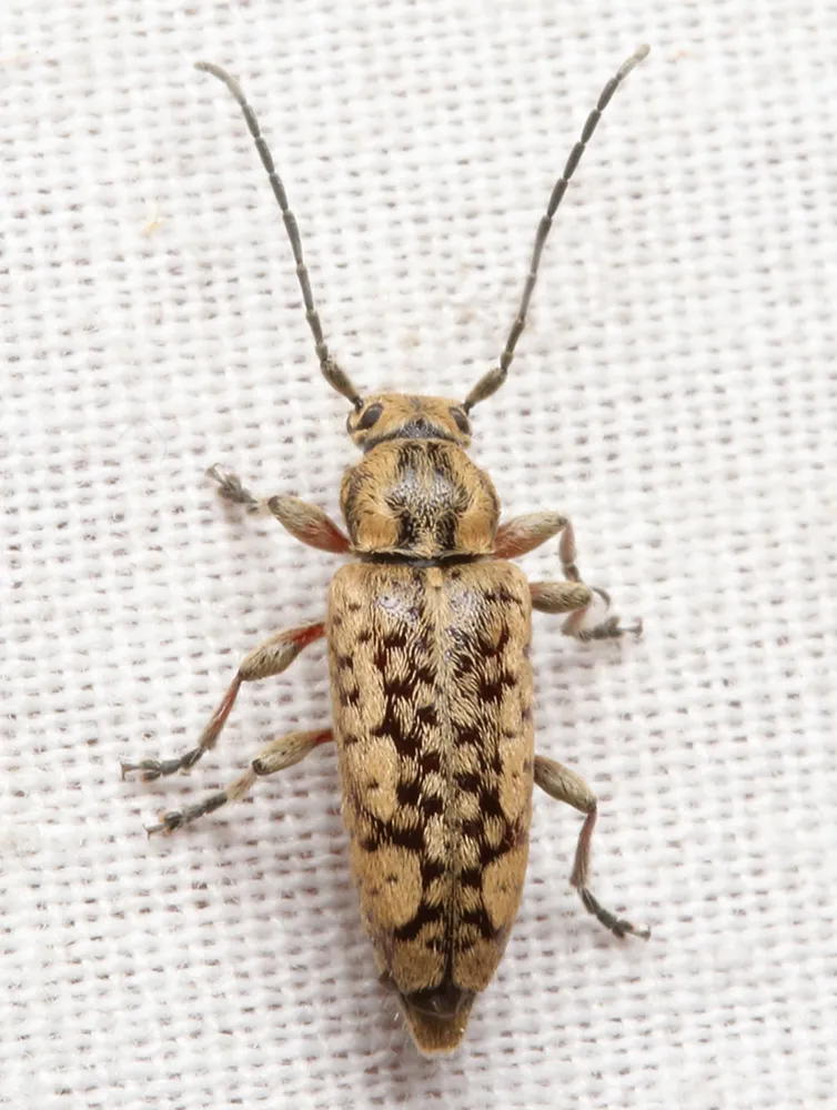 Small Cedar Borer - photo 2