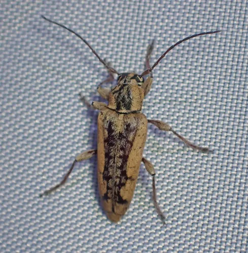 Atimia dorsalis