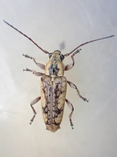 Atimia dorsalis - photo 2