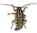 Atimia huachucae