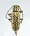 Atimia huachucae - photo 3
