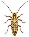 Atimia huachucae - photo 4