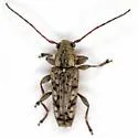 Atimia maritima