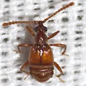 Atinus monilicornis