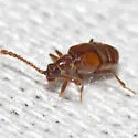 Atinus monilicornis - photo 2