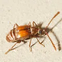 Atinus monilicornis - photo 3