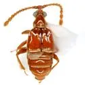 Atinus monilicornis - photo 4