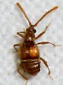Atinus monilicornis - photo 5