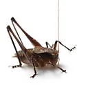 American Shieldback - photo 5