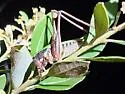 Long-spurred Shieldback