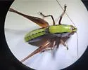 Long-spurred Shieldback - photo 2