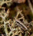 Davis's Shieldback - photo 3