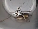 Gray Shieldback