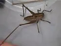 Gray Shieldback - photo 3
