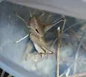 Gray Shieldback - photo 5