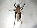 Smooth Shieldback - photo 2