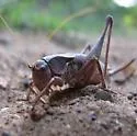 Least Shieldback