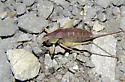 Least Shieldback - photo 4