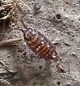 Florida Fast Woodlouse