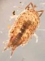 Florida Fast Woodlouse - photo 2