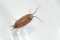 Florida Fast Woodlouse - photo 3