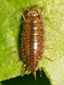 Florida Fast Woodlouse - photo 4