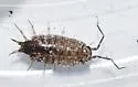 Florida Fast Woodlouse - photo 5
