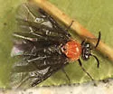 Atomacera debilis