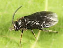 Atomacera debilis - photo 2