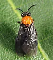 Atomacera debilis - photo 3
