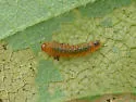 Atomacera debilis - photo 4