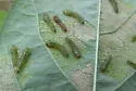 Atomacera debilis - photo 5