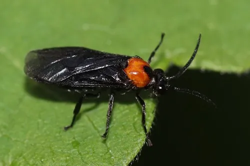 Hibiscus Sawfly - photo 2