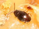 Atomaria apicalis