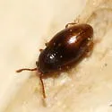 Atomaria apicalis - photo 2
