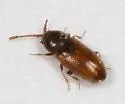 Atomaria atrata