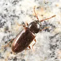 Atomaria atrata - photo 2