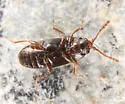 Atomaria atrata - photo 3